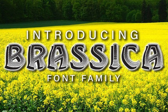 Brassica: A Bold Typeface for Standout Designs